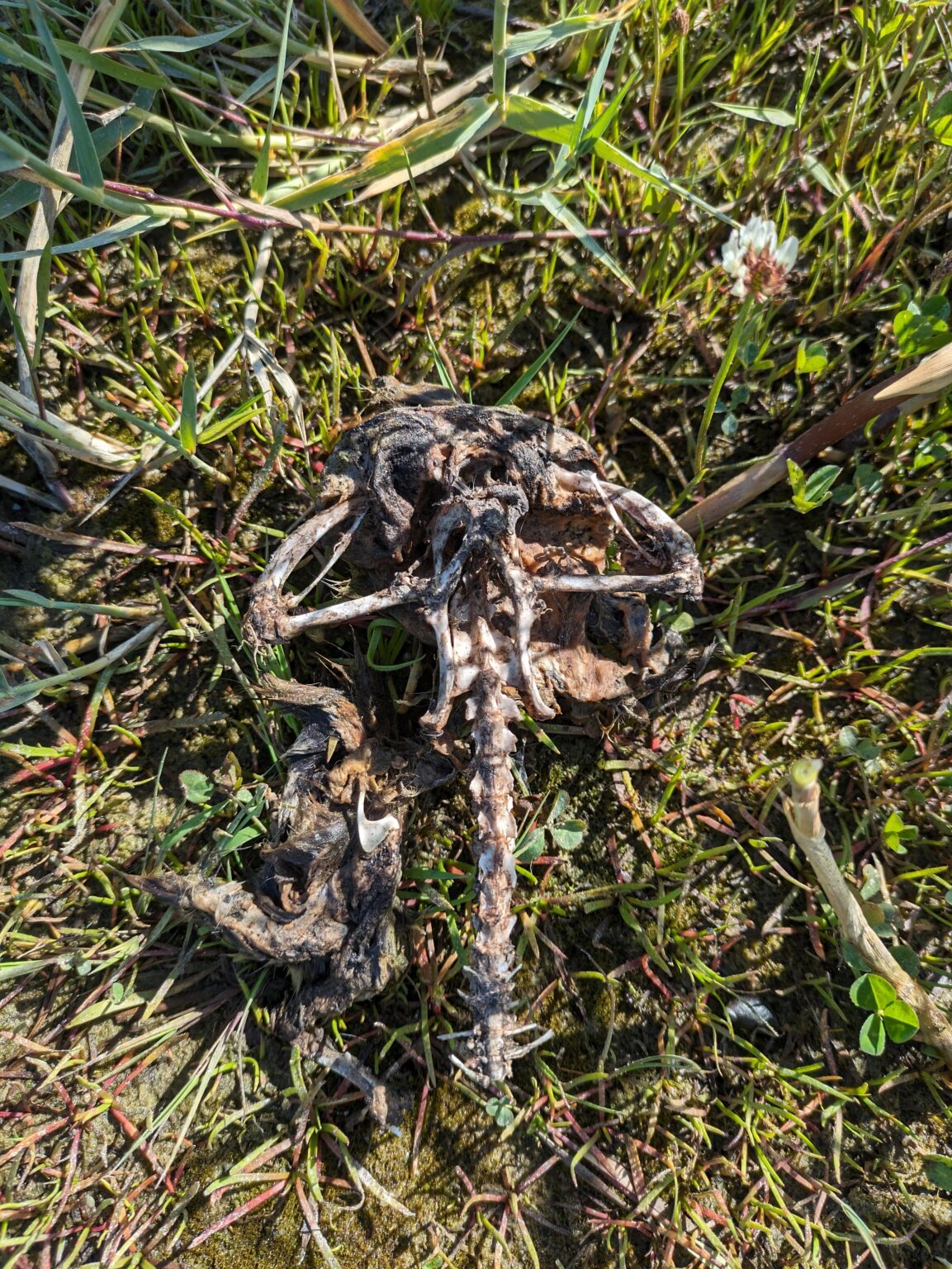 Von welchem ​​Tier stammt dieses Skelett?