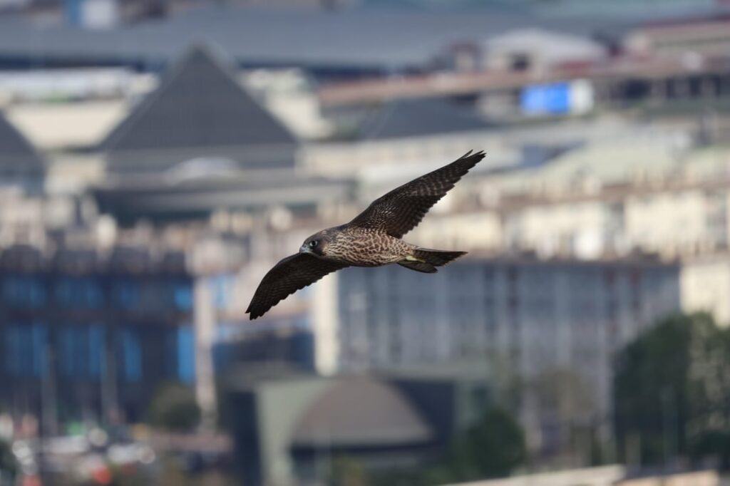 Wanderfalke (Falco peregrinus) in Santander, Kantabrien