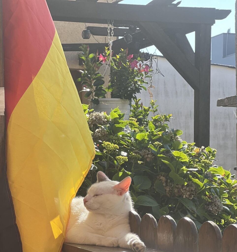 meine Katze ist aus Lothringen, aber ich glaube, er ist ein echter deutscher