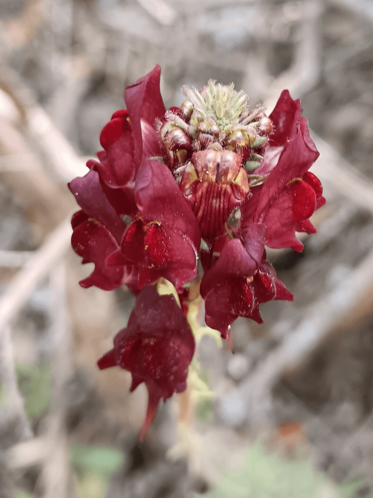Linaria aerugenia