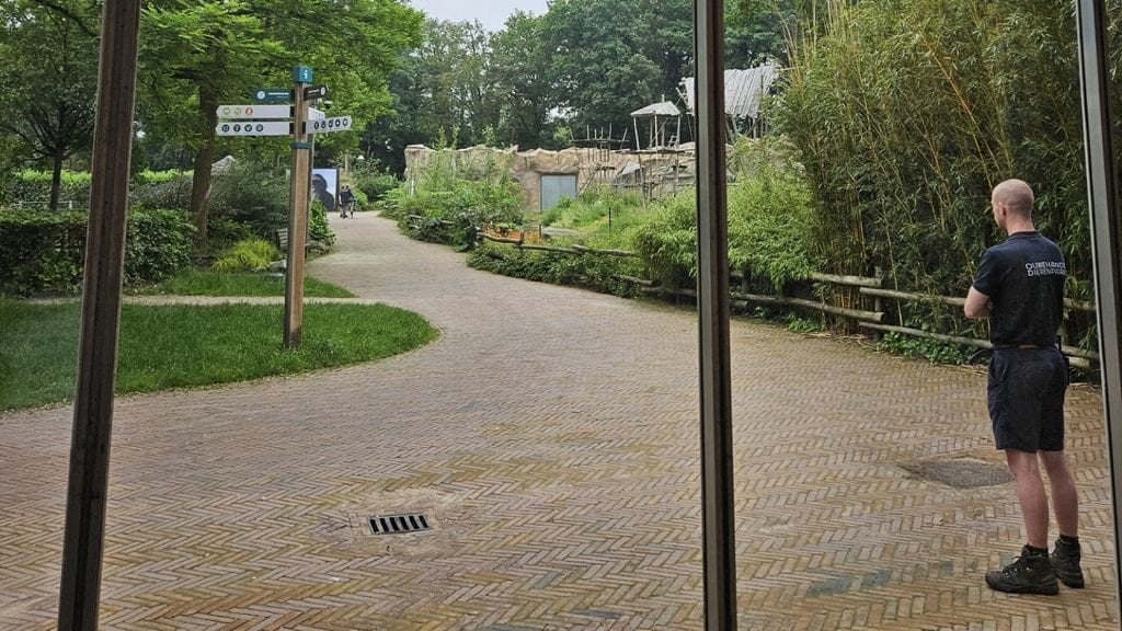Bonobo entkommt aus Ouwehands Zoo und versteckt sich im Wald