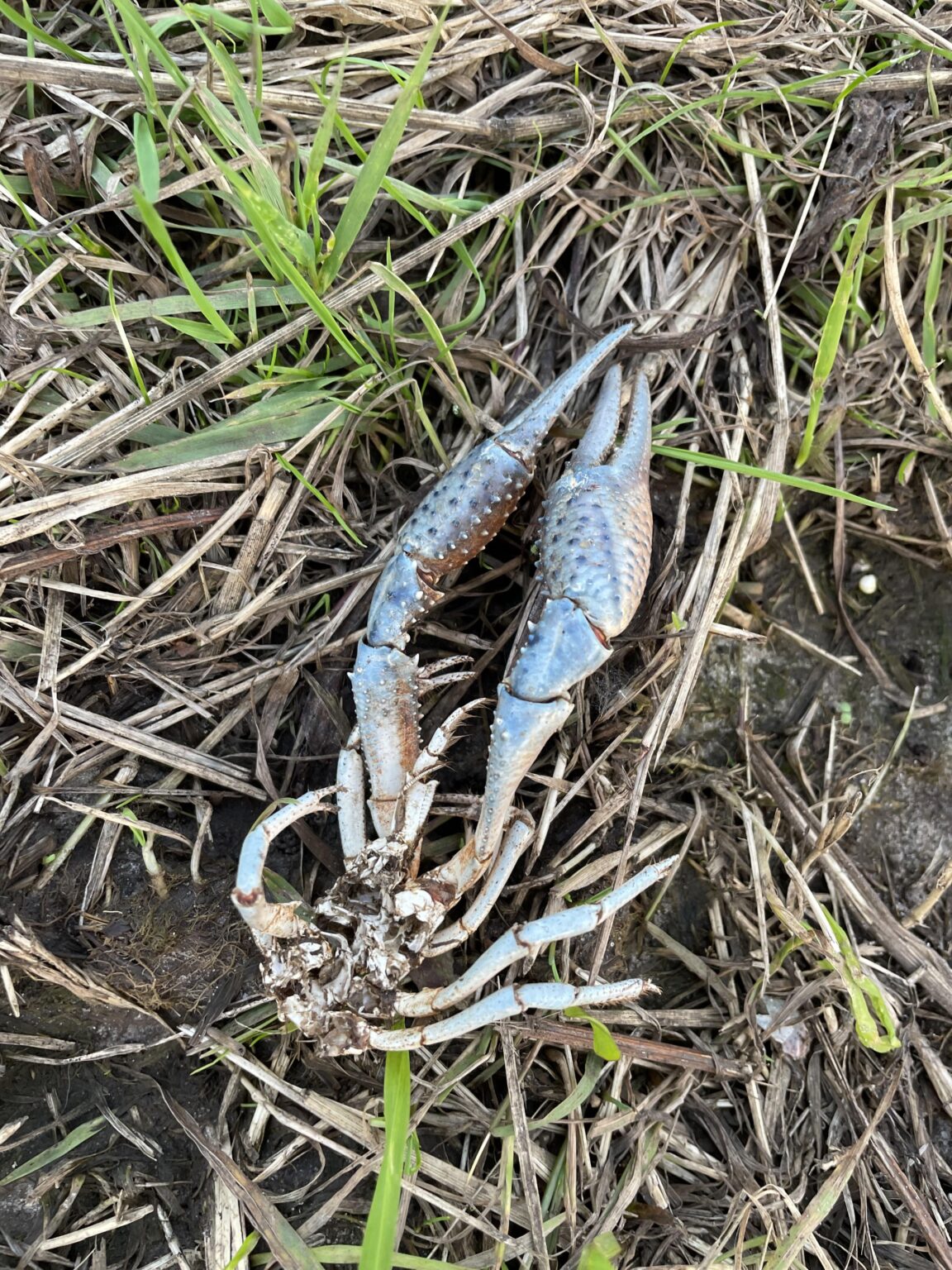 Was für einen Hummer habe ich am Straßenrand gefunden?