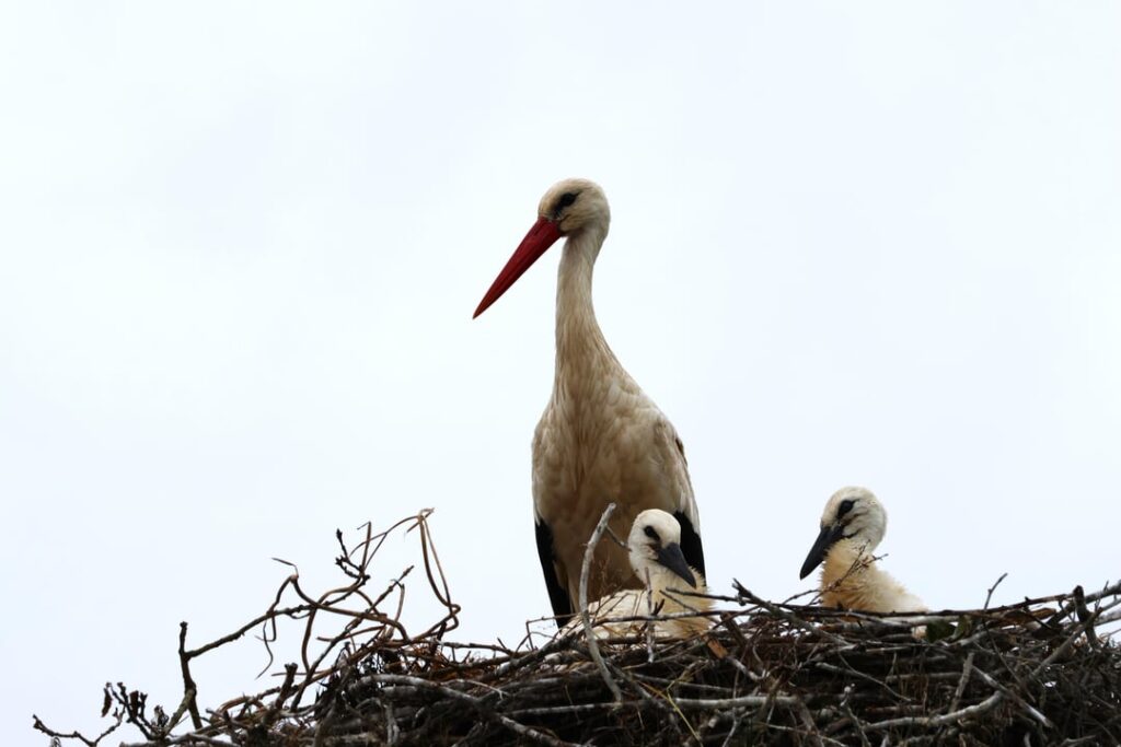 Familie der Weißstörche in Kantabrien