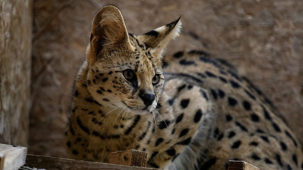 Vom Chinchilla bis zum Serval: Hunderte Haustiere ab 1. Juli verboten