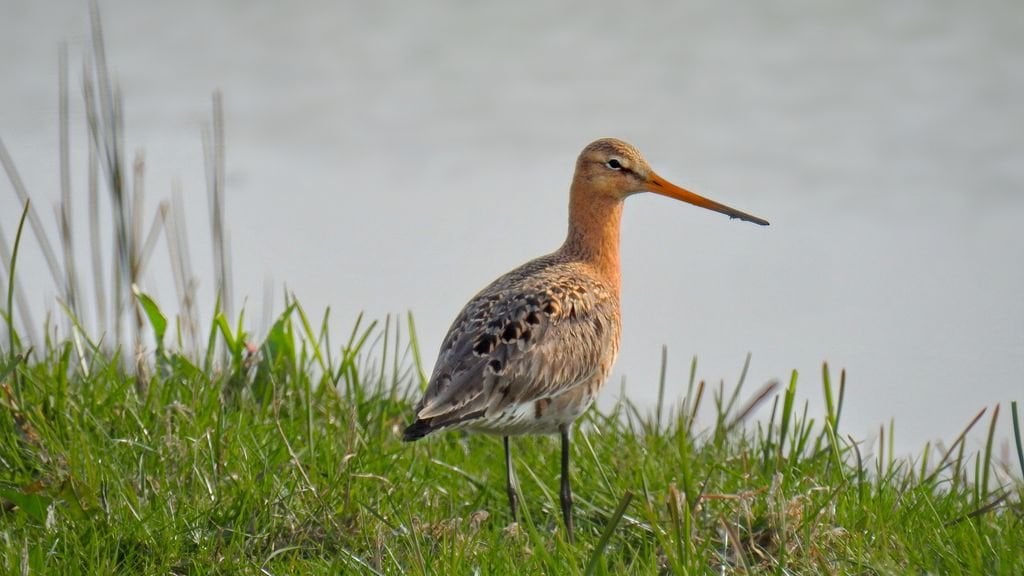 Die Niederlande müssen Wiesenvögel besser schützen, Brüssel droht mit einem Eingreifen