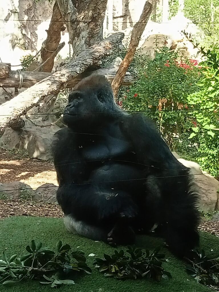 Fotos vom Loro Parque, einem Zoo auf Teneriffa