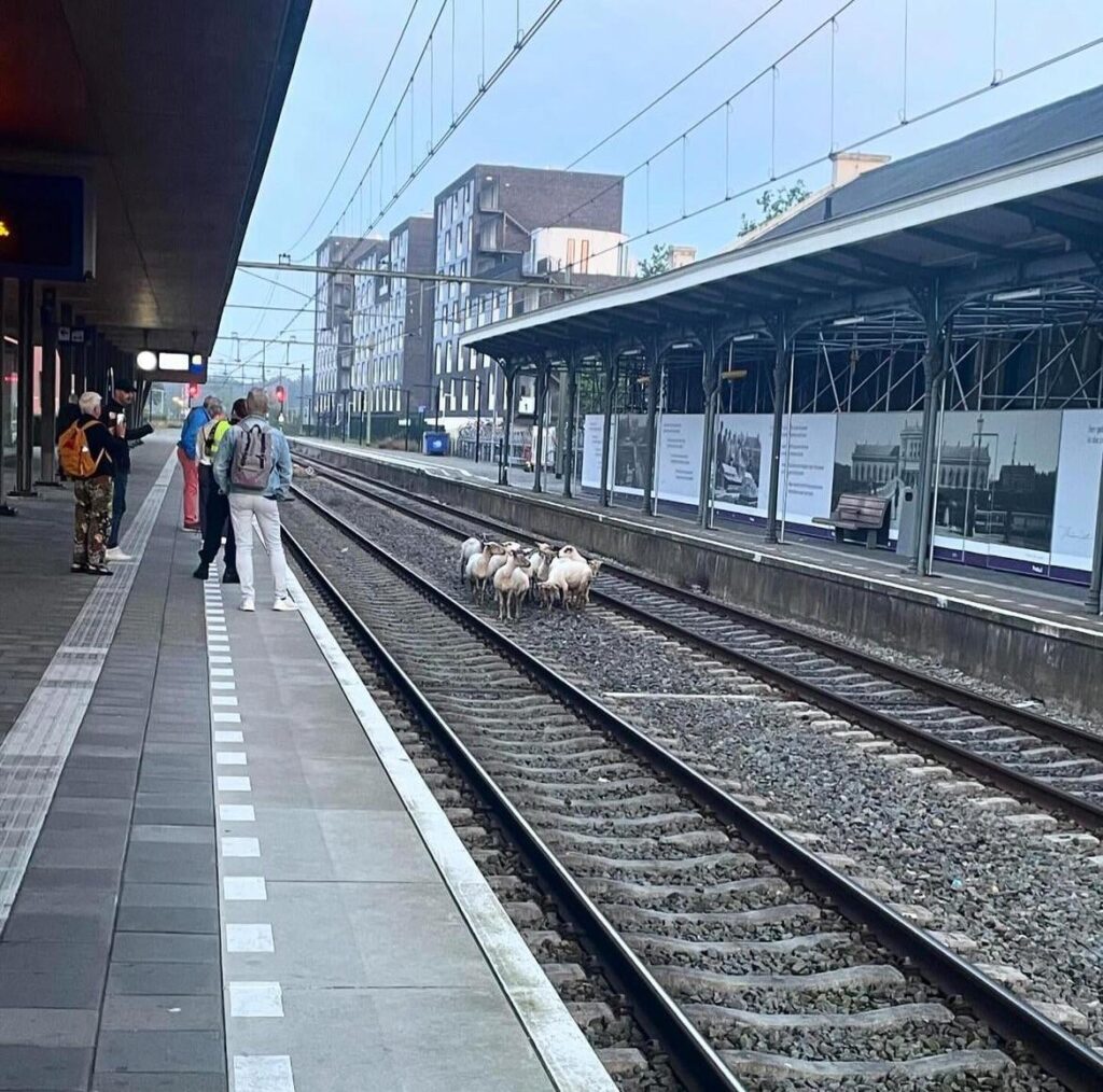 Eine kleine Verspätung heute Morgen am Bahnhof Middelburg