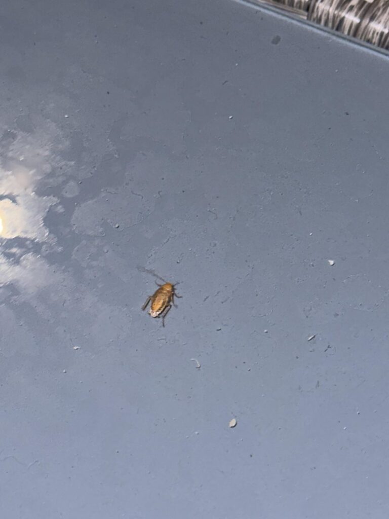 Sind das Kakerlaken? In der Nähe eines Waldes Sind das Kakerlaken? In der Nähe eines Waldes