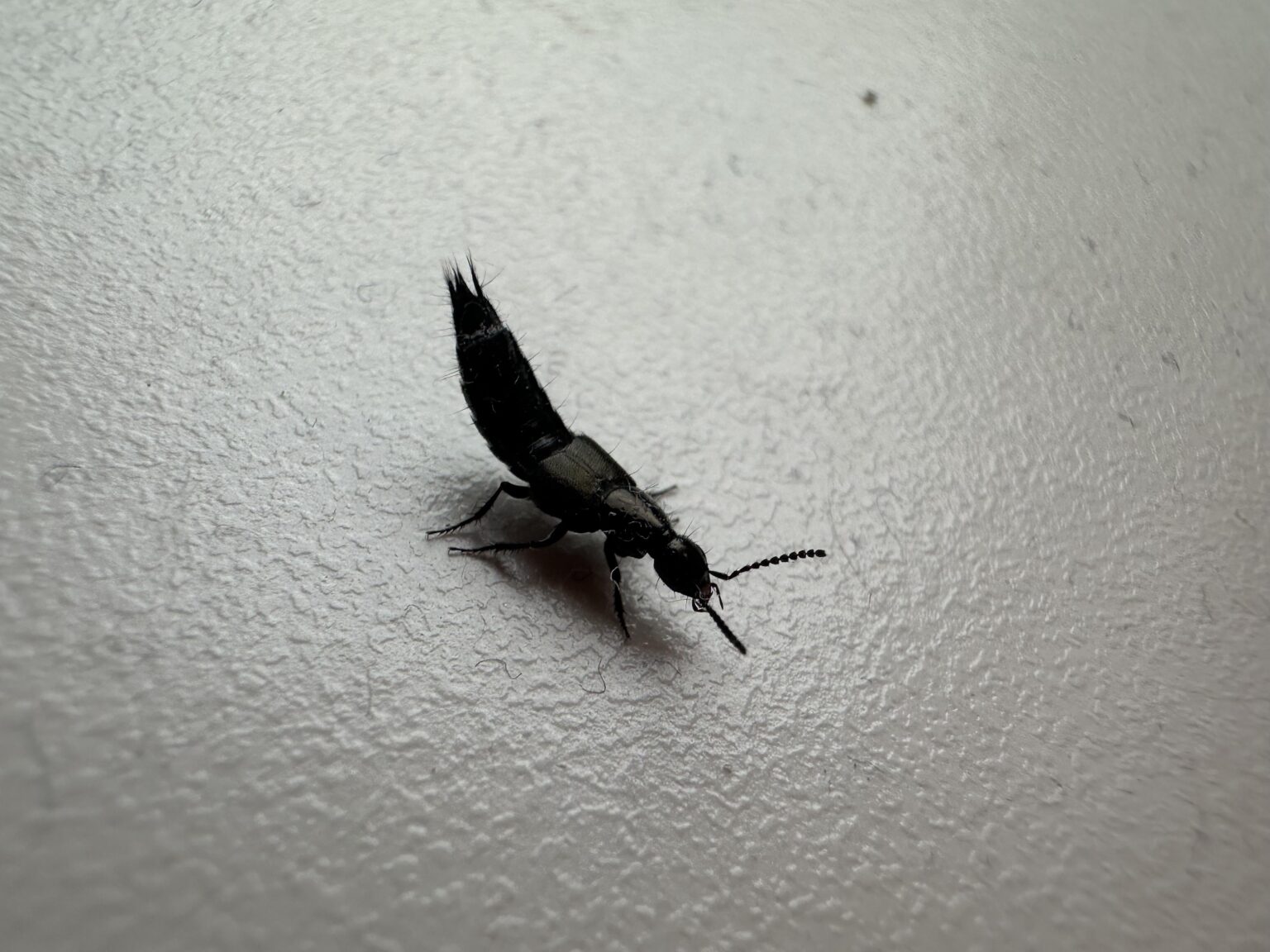 Was ist das für ein Tier? Was ist das für ein Tier?