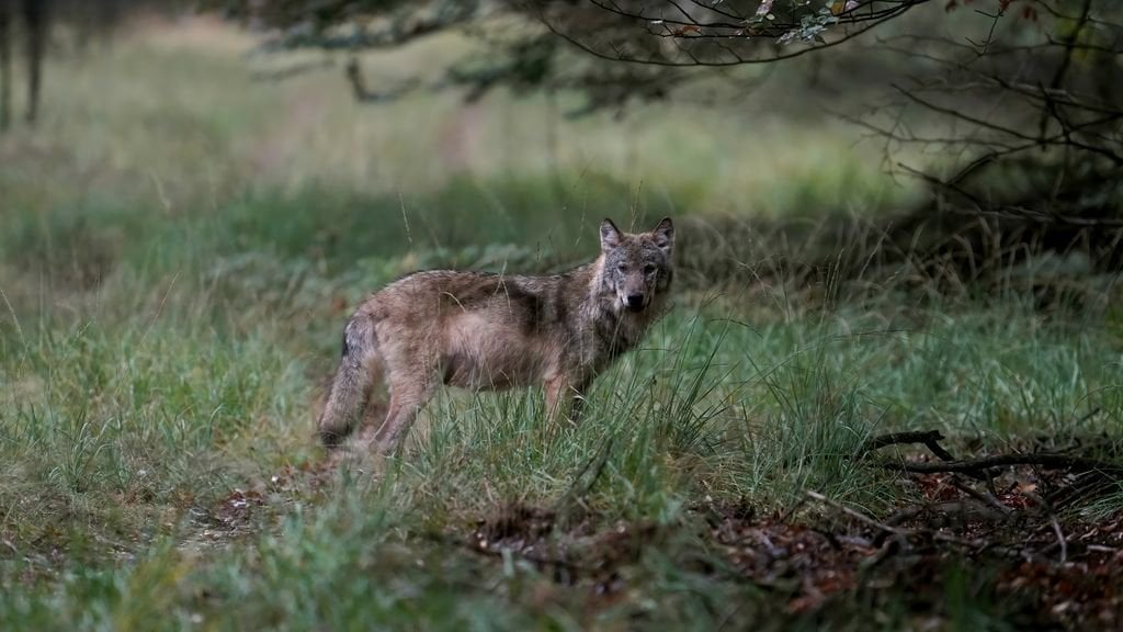 Eltern: Tochter wurde „ganz kurz“ von Wolf in der Nähe von Leusden gebissen