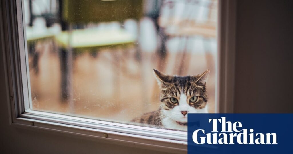 Katzeneinbrecher: Niederländische Wissenschaftler versuchen, das Rätsel zu lösen, warum Katzen zufällig Objekte „stehlen“