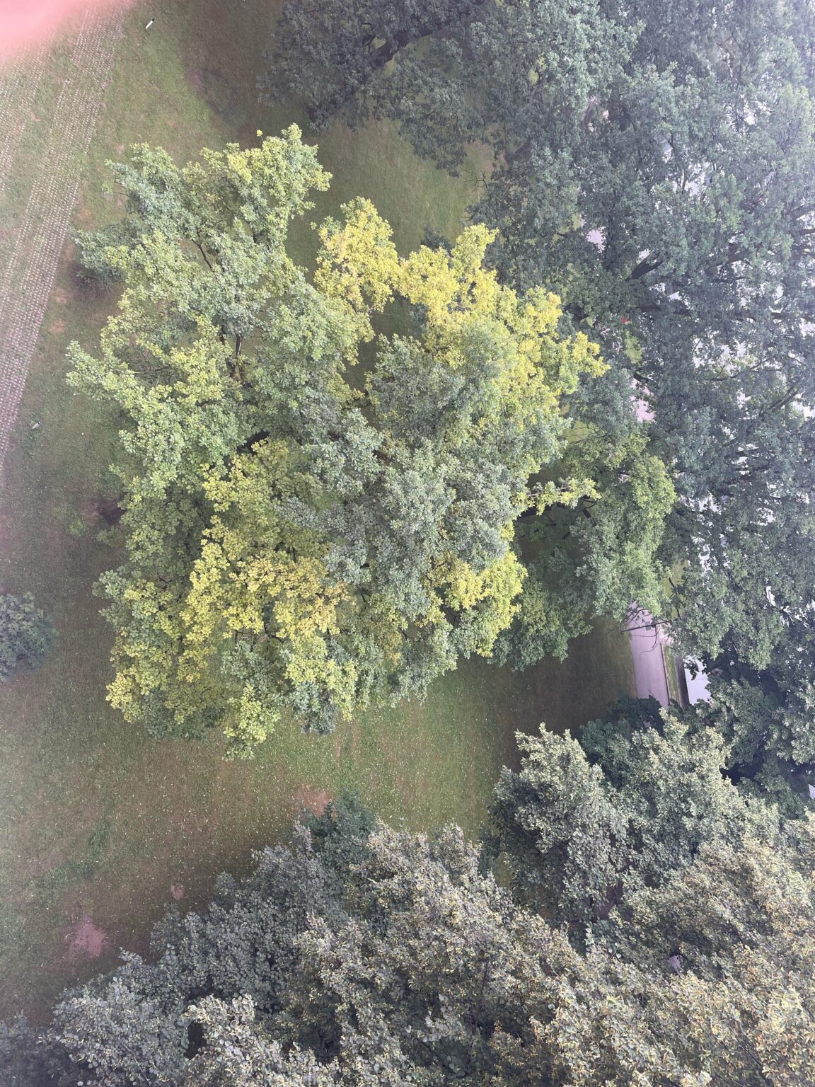 Wie heißen die gemeinsamen Gartenflächen und welche Regeln gelten für ihre Nutzung? Wie heißen die gemeinsamen Gartenflächen und welche Regeln gelten für ihre Nutzung?