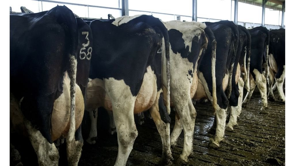 Gülleüberschuss wird immer gravierender: Es werden auch mehr Exporte untersucht