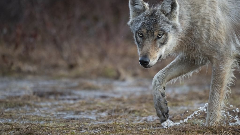 Hund in Leusden, Provinz, mutmaßlich von Wolf angegriffen und gefangen genommen
