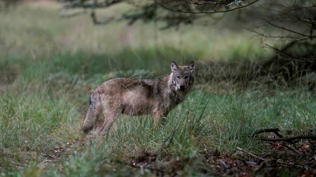 Es wurden mehr als dreimal so viele Wolfsangriffe auf Tiere festgestellt