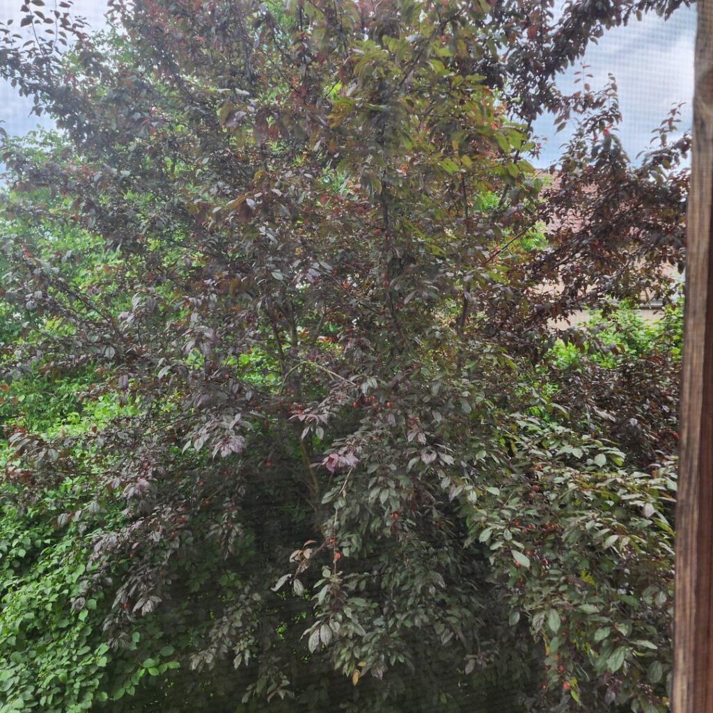 Sind diese sicher oder giftig? Sind diese sicher oder giftig?
