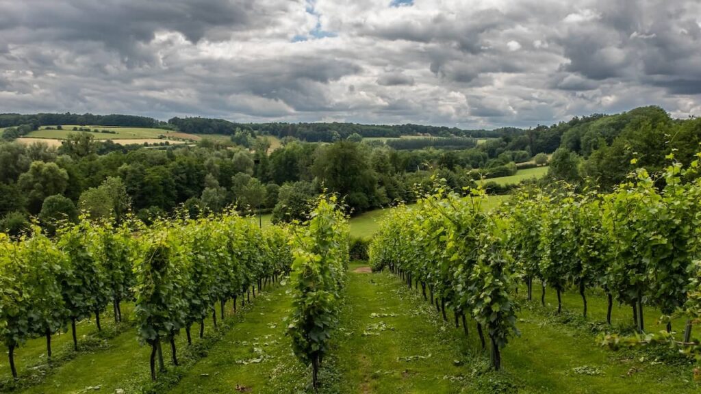 Wein aus Twente gehört zur gleichen Kategorie wie Champagner und Parmaschinken