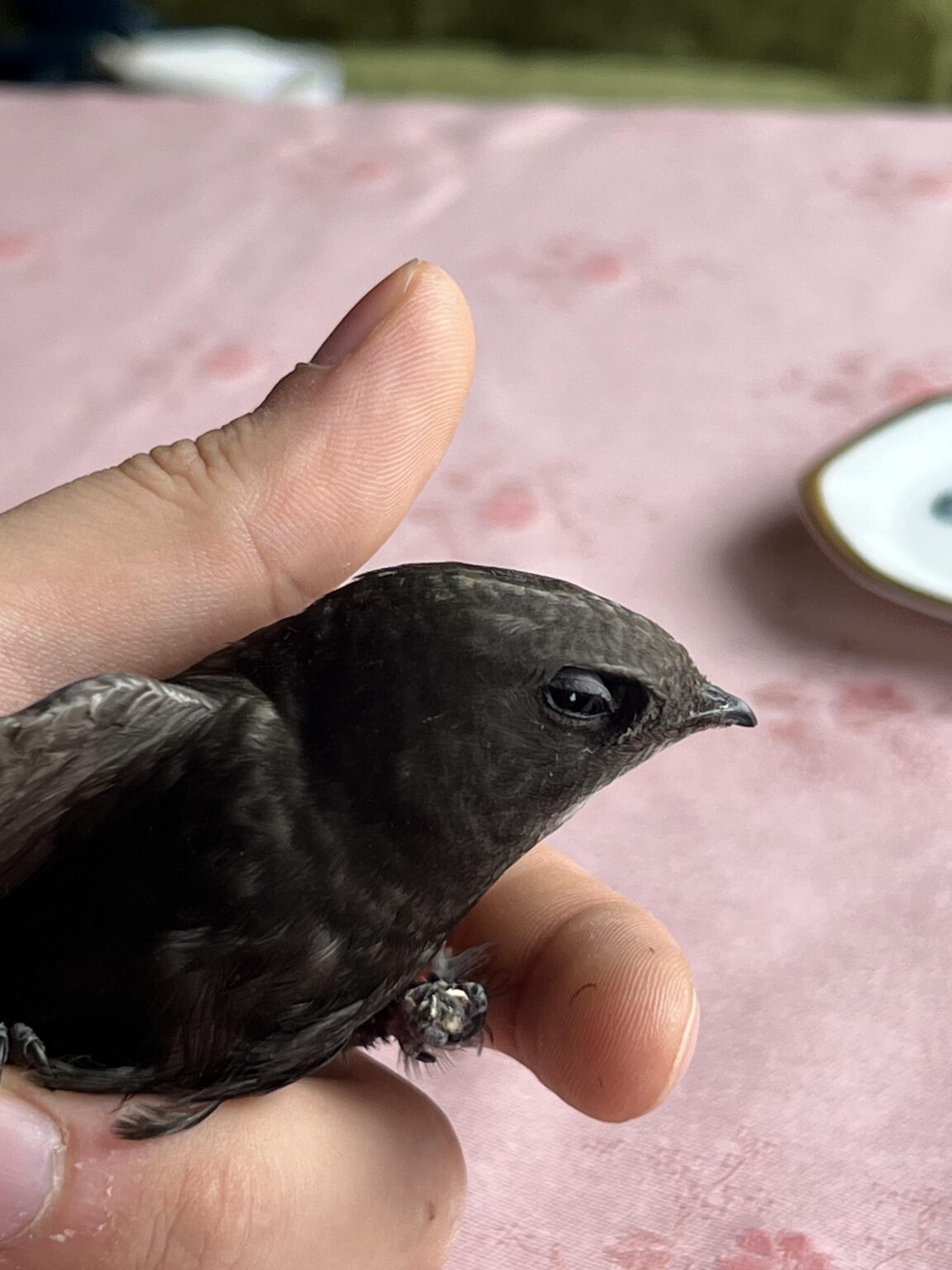 Weiß jemand, um welche Vogelart es sich handelt?