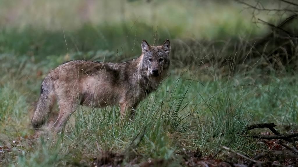 Vater erzählt Geschichte nach Vorfall mit Wolf in Leusden und teilt Fotos