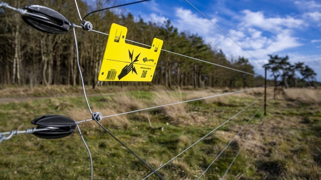360 Wolfsangriffe in 6 Monaten, fast so viele wie im gesamten Jahr 2023