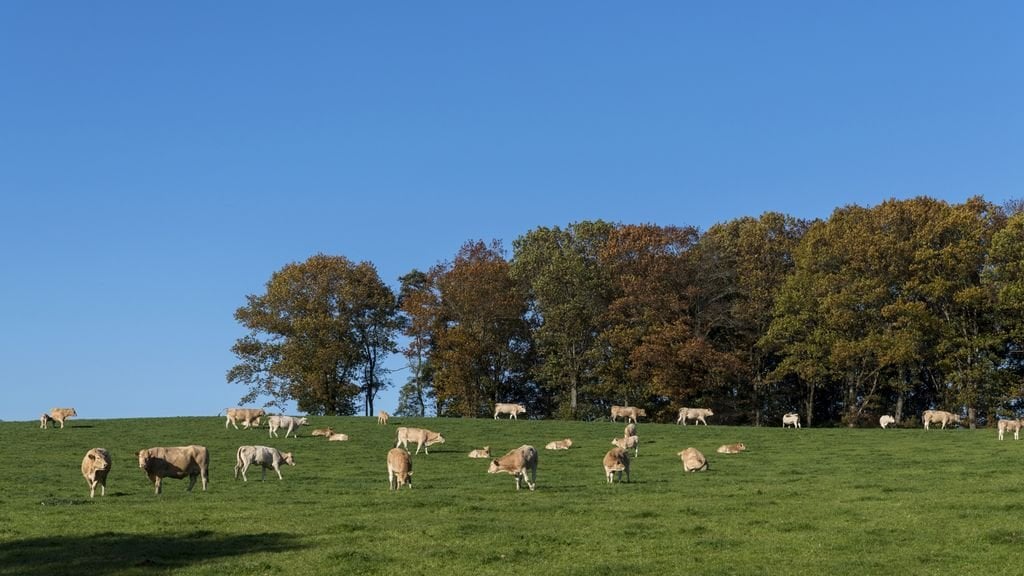 Wanderer (67) im Naturschutzgebiet Limburg von Rindern getötet