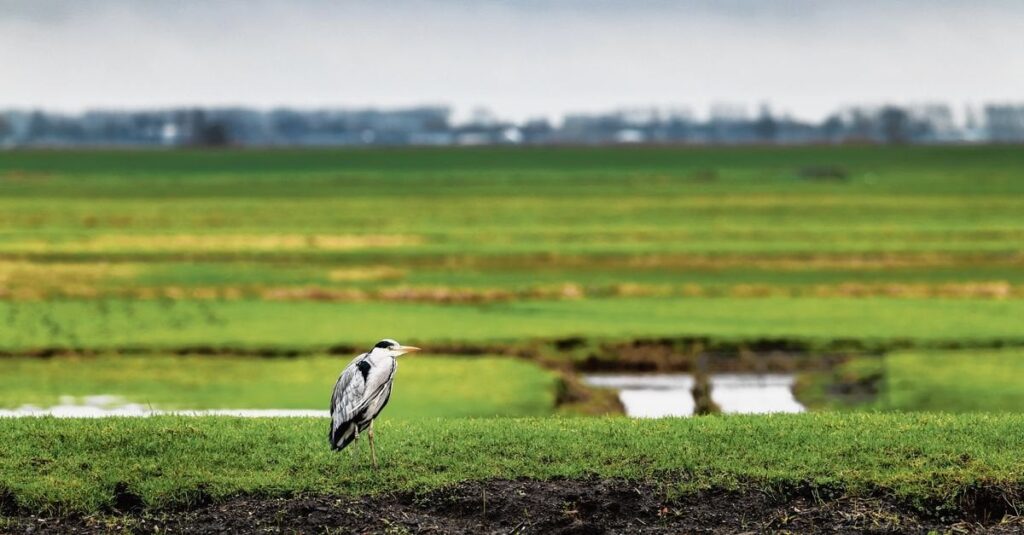 Wie die Stille aus der niederländischen Natur verschwindet. „Lärmverschmutzung ist das nächste große Ding.“