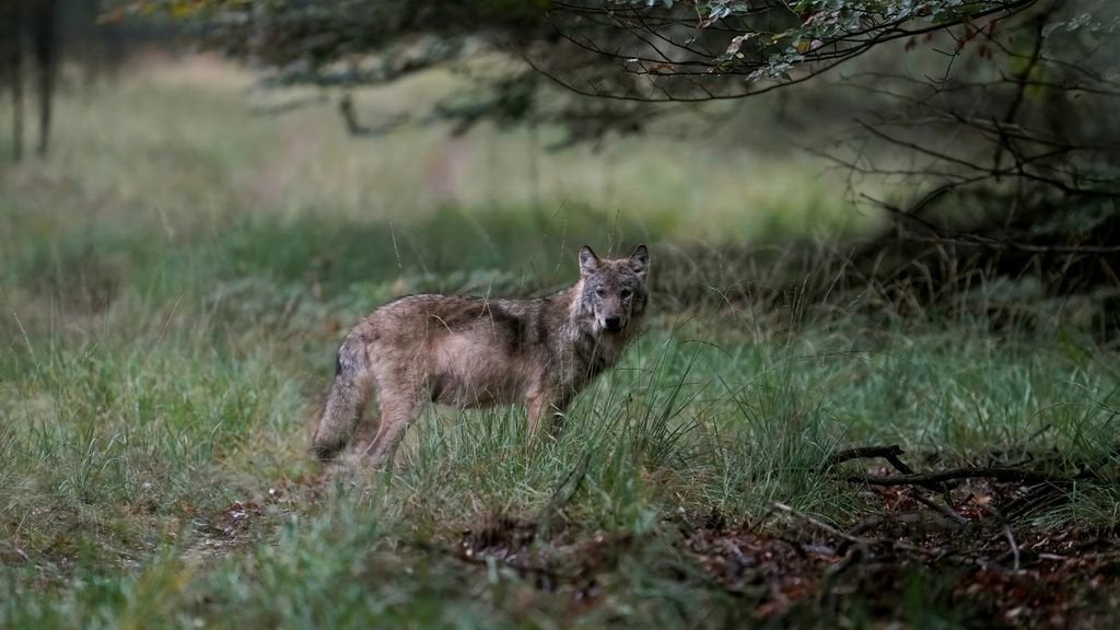 DNA-Untersuchung bestätigt: Wolf erneut in Zwischenfall mit Kind verwickelt