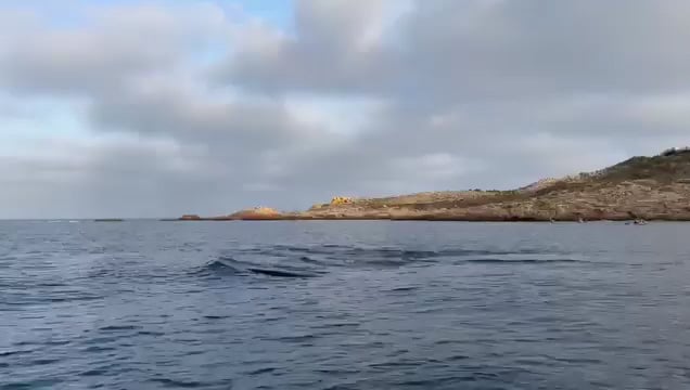 Wal in Cabo de Palos