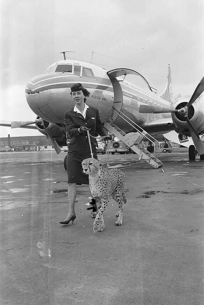 Eine Stewardess geht mit einem Geparden am Flughafen Amsterdam spazieren, 1961