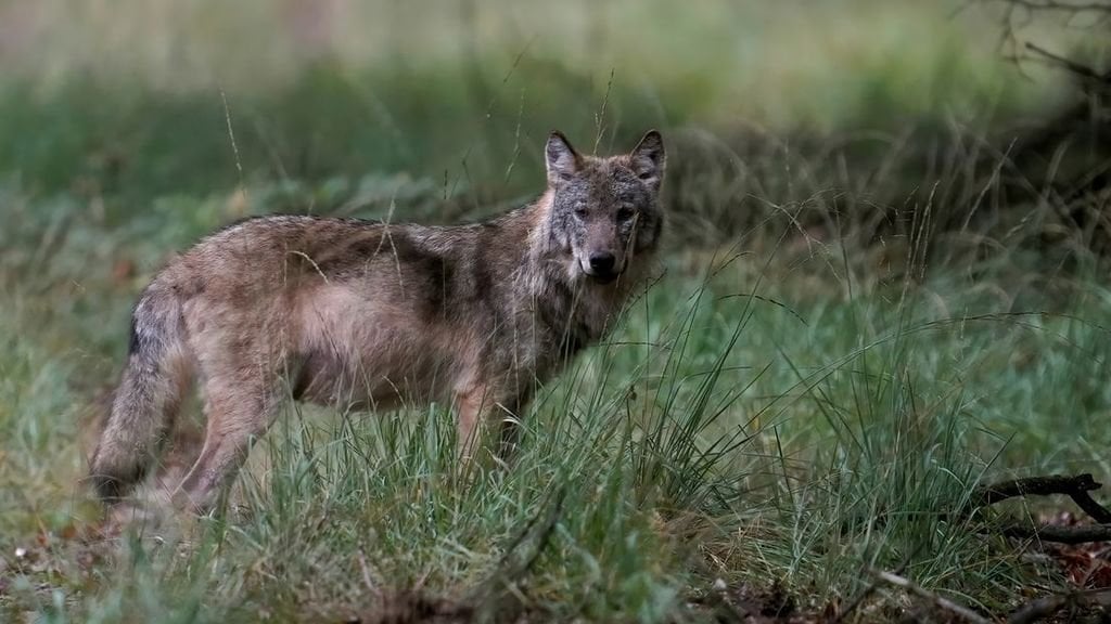 Die Provinz Utrecht erteilt eine Genehmigung zum Fangen und Betäuben von Wölfen