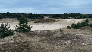 Sind das Goldschakale oder Wölfe? Gesehen in der Veluwe bei Nunspeet.