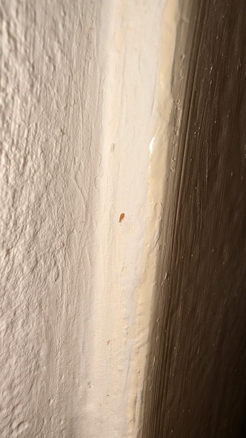 Hilfe! Bettwanzenbefall in neu vermieteter Wohnung – welche Rechte habe ich Hilfe! Bettwanzenbefall in neu vermieteter Wohnung – welche Rechte habe ich