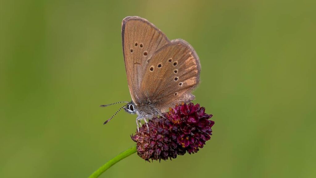 Falsches Mähen erweist sich als katastrophal: Der dunkle Burnet Blue ist aus den Niederlanden verschwunden