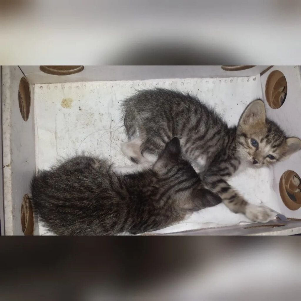 Ich benötige einige Erläuterungen zur Einfuhr meiner Katzen nach Deutschland, insbesondere zum Heimtierausweis und zur Einfuhrgenehmigung. Ich benötige einige Erläuterungen zur Einfuhr meiner Katzen nach Deutschland, insbesondere zum Heimtierausweis und zur Einfuhrgenehmigung.