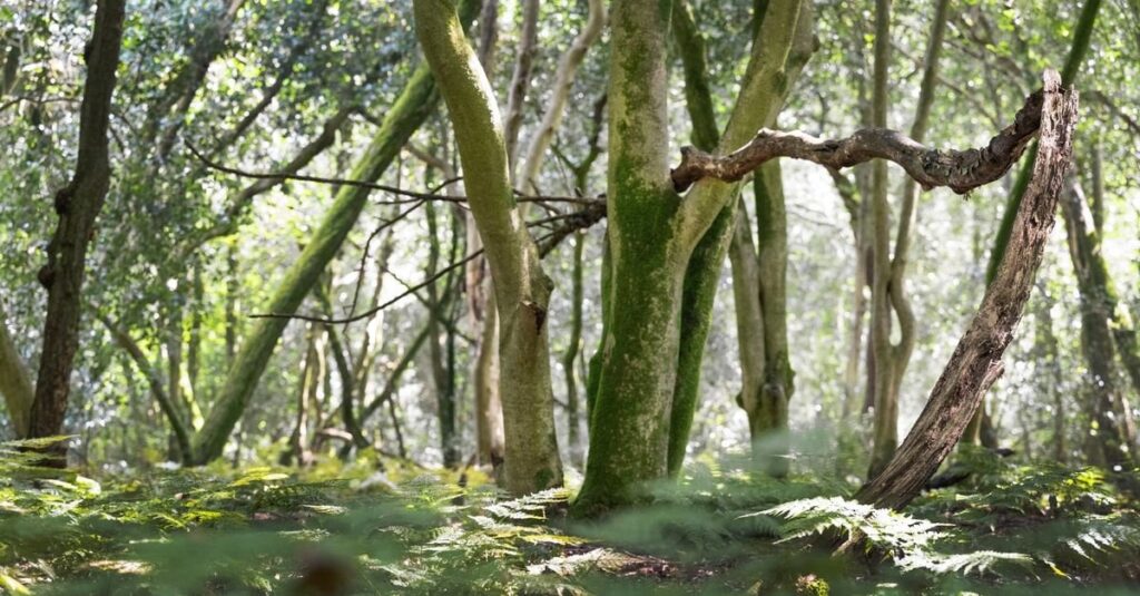 Dieser Urwald wurde durch intensive Landwirtschaft nahezu zerstört. Jetzt wird gerettet, auch im Hinblick auf die Bauern