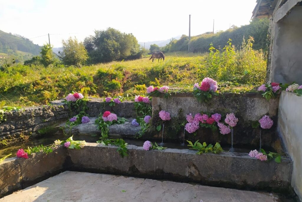 In vielen asturischen Städten erblühen in der Nacht von San Xuan Brunnen mit Blumen. Der Morgenwasserblume werden magische Eigenschaften nachgesagt. In Asturien schmücken manche Menschen am Vorabend der Sommersonnenwende Brunnen mit Blumen. In dieser Nacht kommen auch die „Xanes“ heraus. In vielen asturischen Städten erblühen in der Nacht von San Xuan Brunnen mit Blumen. Der Morgenwasserblume werden magische Eigenschaften nachgesagt. In Asturien schmücken manche Menschen am Vorabend der Sommersonnenwende Brunnen mit Blumen. In dieser Nacht kommen auch die „Xanes“ heraus.