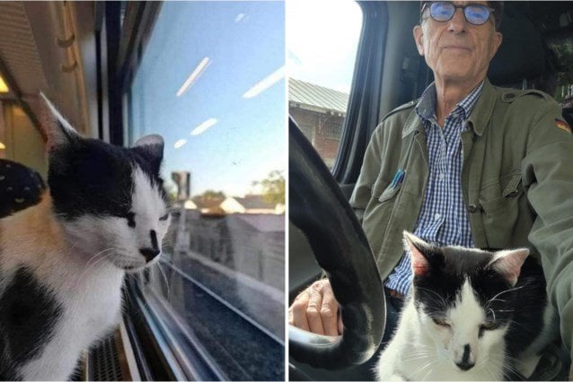 Kater Hermes kauft ein, sitzt im Café und besucht Menschen: „Vor drei Wochen ist er sogar mit der Bahn gefahren“