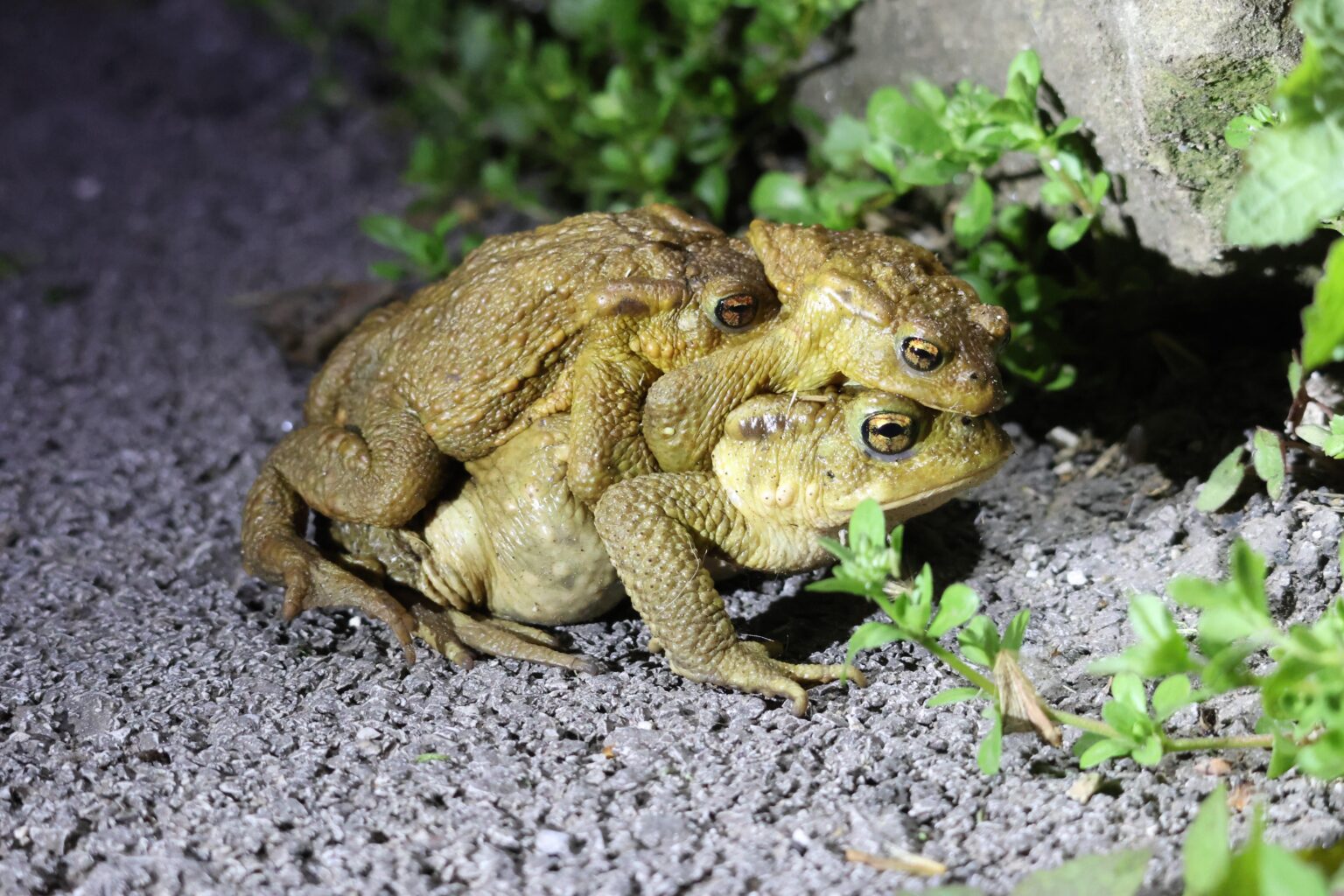 Iberische Kröten (Bufo spinosus) sind in Kantabrien sehr anhänglich