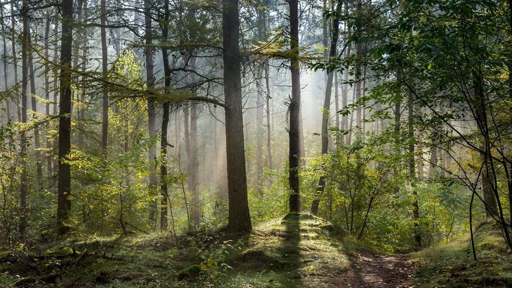 Der Stickstoffgehalt in niederländischen Wäldern wird unterschätzt, er ist doppelt so hoch