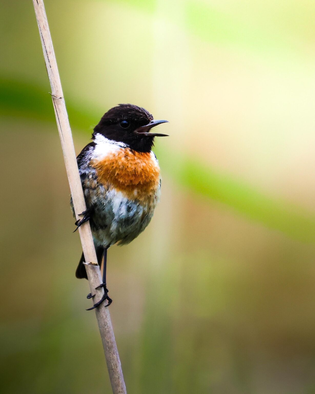 Grasmücke (Saxicola rubicola) in A Coruña, Galicien