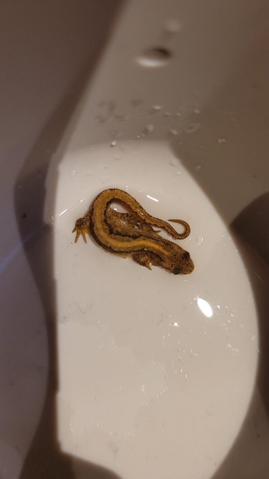 Habe diesen kleinen Kerl in meinem Haus gefunden Habe diesen kleinen Kerl in meinem Haus gefunden