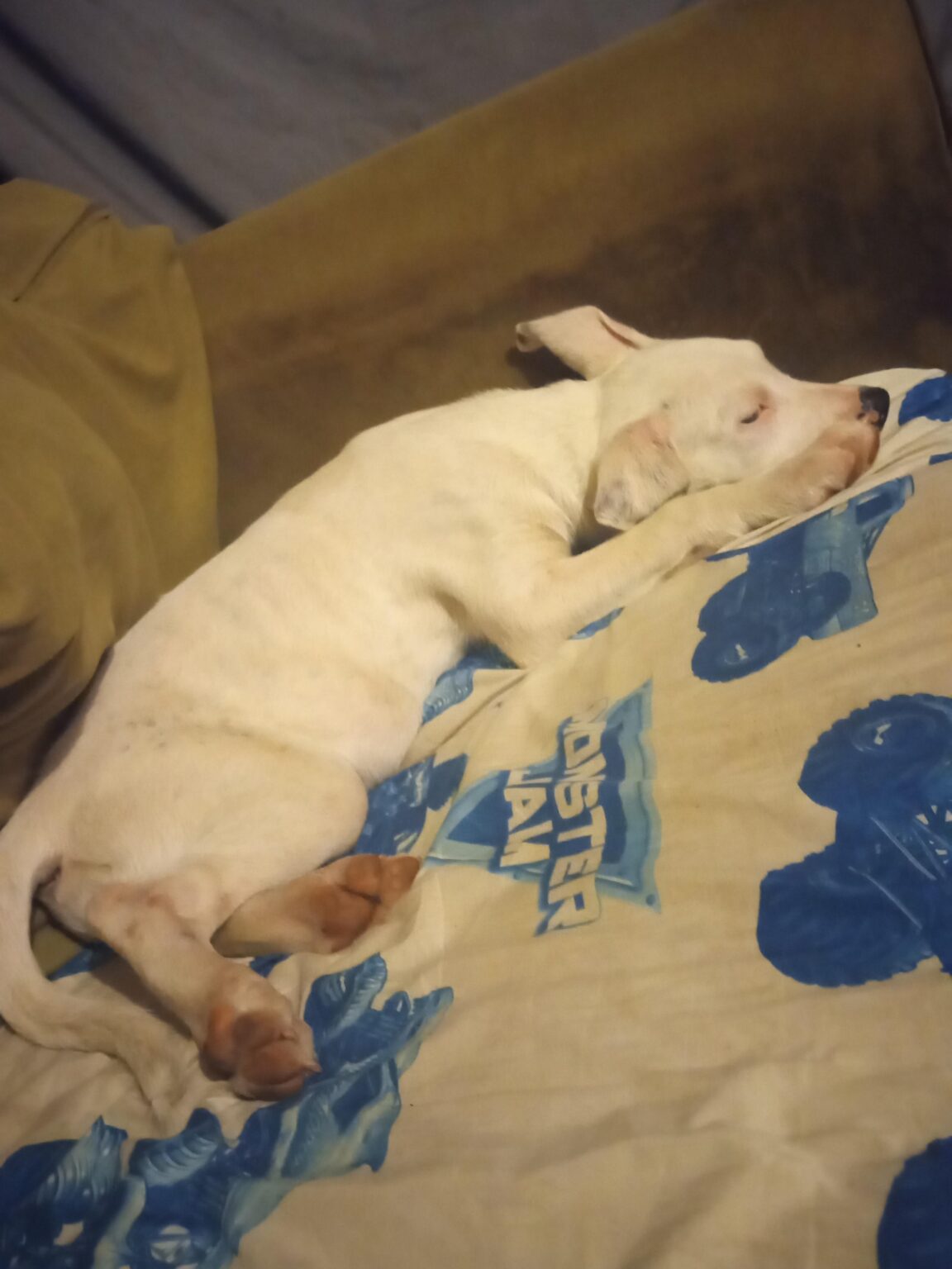 Helfen Sie mir, meinem Hund einen Namen zu geben Helfen Sie mir, meinem Hund einen Namen zu geben
