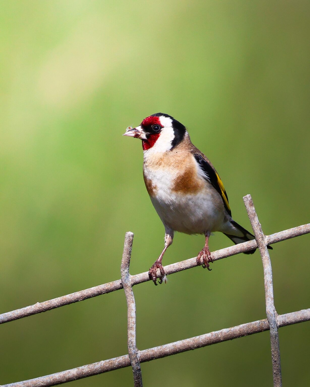 Carduelis (Carduelis carduelis) in Kantabrien