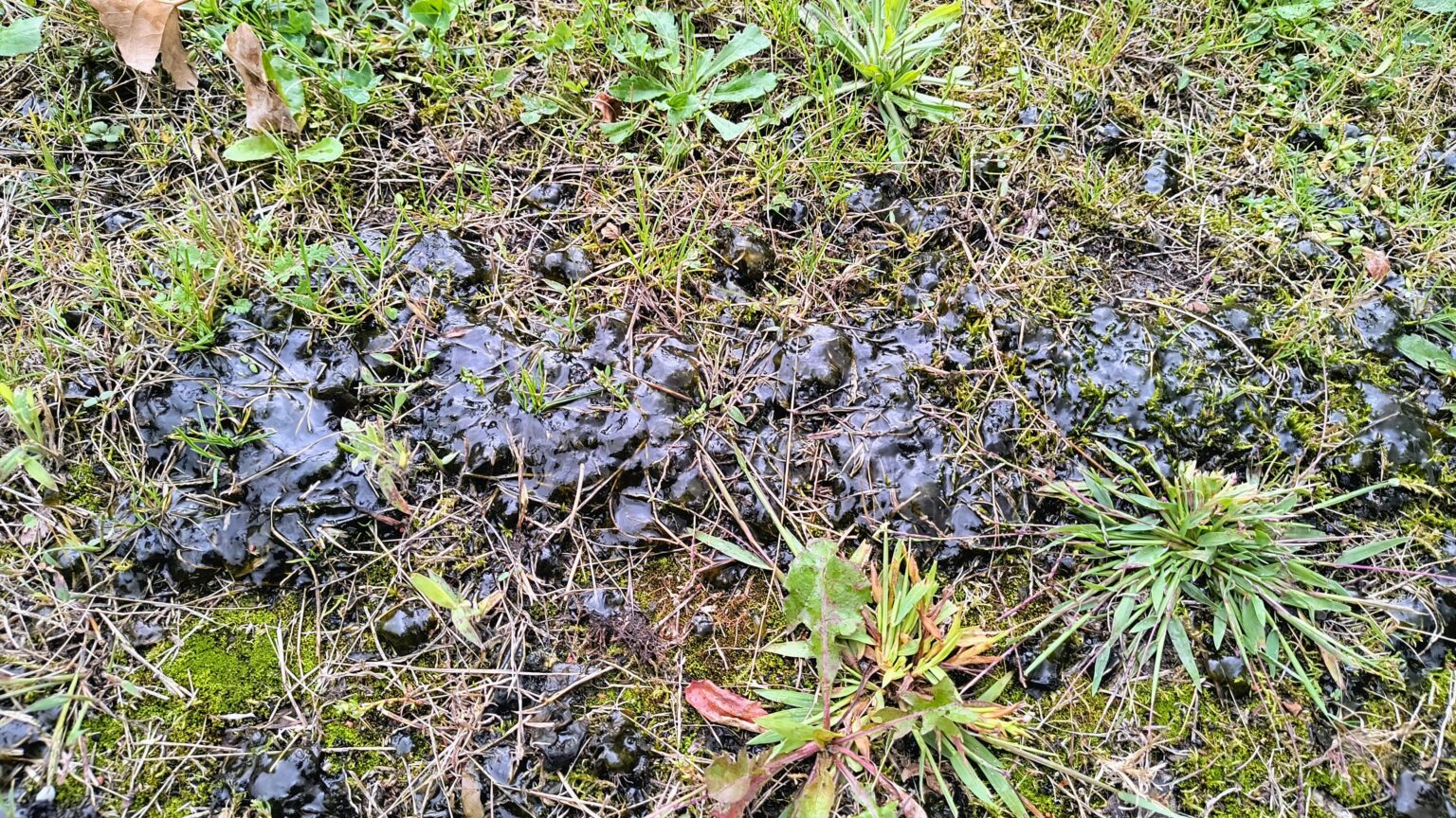 Heute Morgen in meinem Garten gefunden. Weiß jemand, was es ist? Grünlich, durchscheinend und brüchig.
