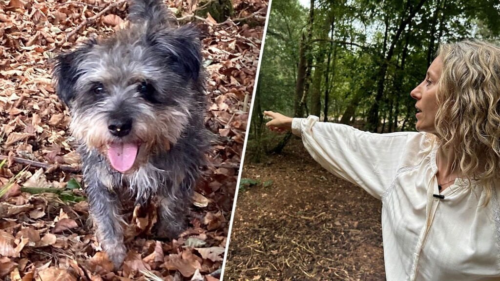 Geertje ging mit seinem Hund Bruno in den Wald, es war das letzte Mal