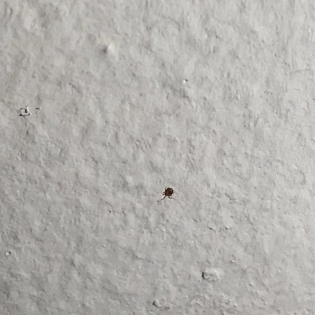 kleine Käfer kommen durch das Fenster