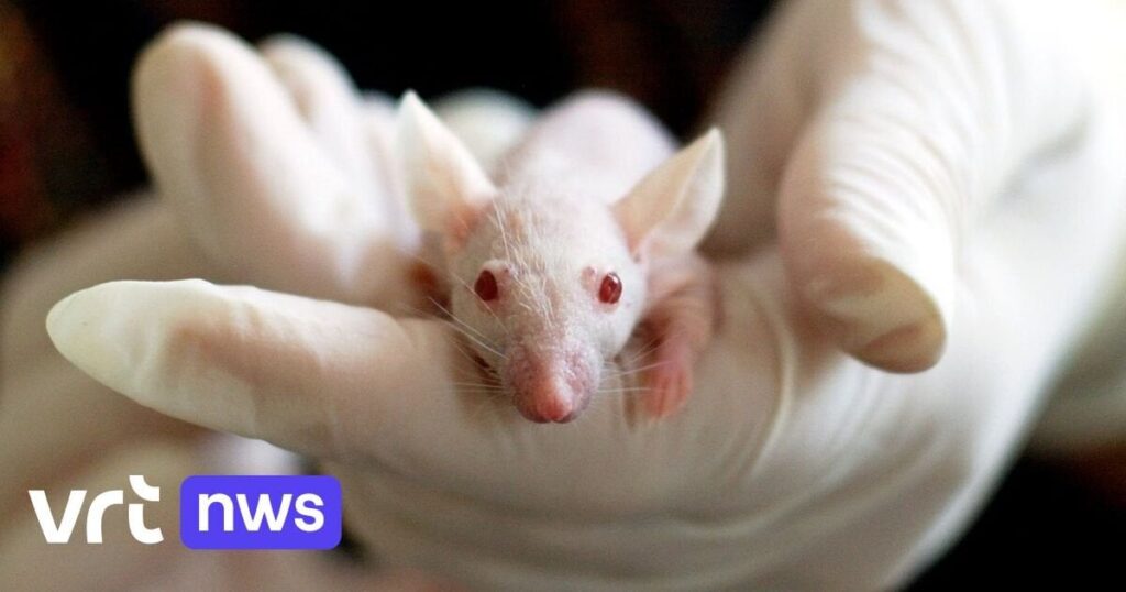 Mehr als 50.000 Tiere wurden im vergangenen Jahr in Brüssel für wissenschaftliche Tests verwendet