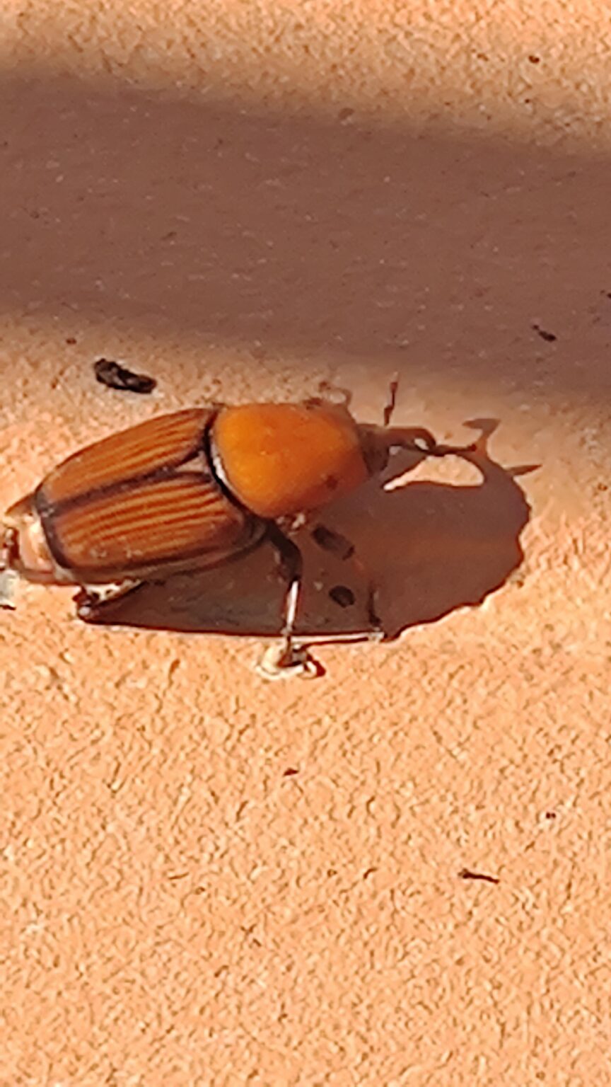 Ein roter Rüsselkäfer (Rhynchophorus ferrugineus) in Freila, Granada