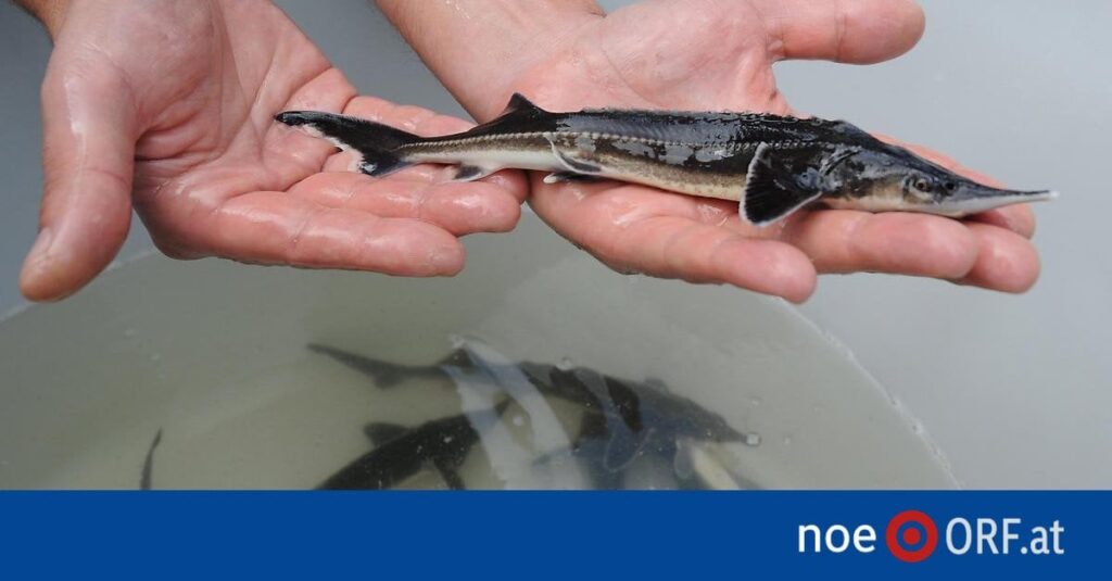 Donau: Erster Störnachwuchs seit Jahrzehnten in Donau