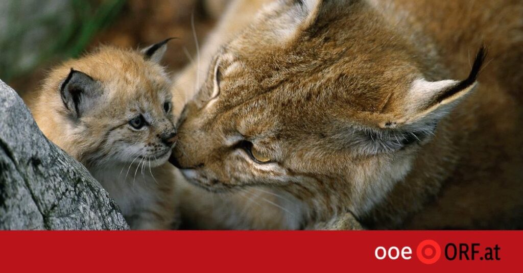 Nationalpark hofft auf Luchse aus Nachzucht